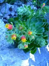 Echeveria kvitnúca