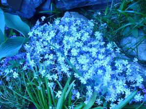 flox