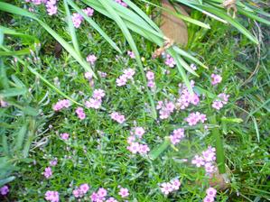 flox