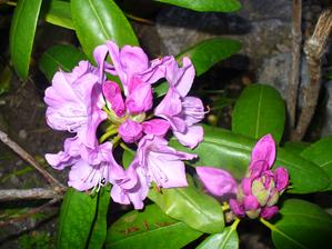 rododendron dnes