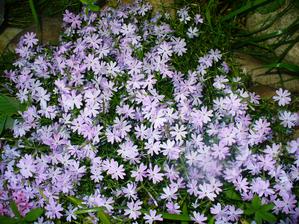 flox