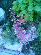 Heuchera