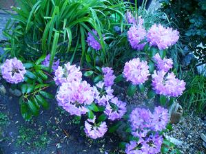 rododendrón asi končí