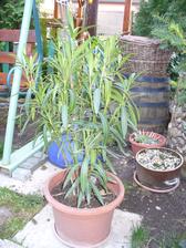 Oleander je už vonku