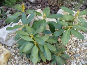 Rododendrón