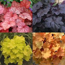 heuchera