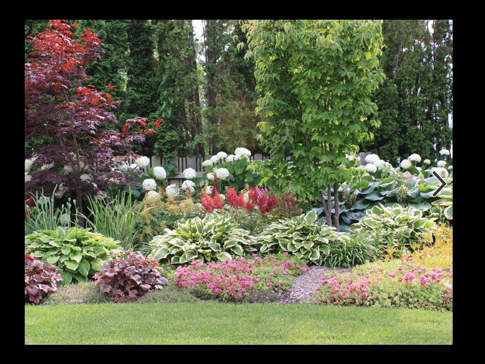 Anglická zahrada - osazovací plány - Hosta, dlužicha, astilbe, hortenzie Anabelle