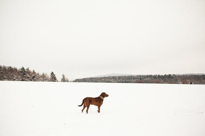Můj psoš na sněhu - Obrázek č. 13