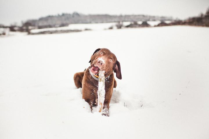 Můj psoš na sněhu - Obrázek č. 15