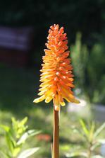 Kniphofia (kleopatřina jehla)