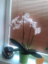 Zamaskovana odkvitnuta orchidea .. kvietky su umele :)