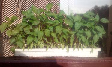 paprika priesady