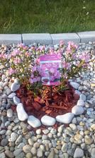 Kalmia