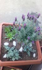 stromčekova levandula
