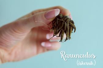 Ranunculus - neodolala som :) Kvitne od mája do júla, čiže na moju svadbu to nebude. Ak chcete skúsiť tiež - momentálne sa dajú hľuzky kúpiť v kauflande.