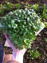 Papuľka (Snapdragon) - semienka tejto kvetiny sú menšie než mak, ale vskutku životaschopné! Neviem, či nájdem toľko miesta na tie sadenice čo z tohto výsevu budú. A pritom som vysiala iba polovicu vrecka