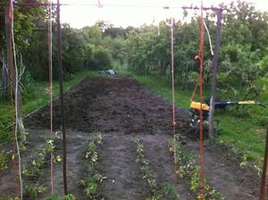 21 x 4 metre pôdy sa pripravuje na výsadbu - s pomocou môjho tatka a mamky. Celá táto plocha bude zakrytá agrofóliou. V tejto časti záhrady budem pestovať cínie