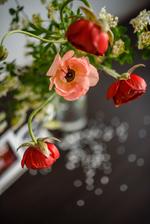 "Peach blush" ranunculus - vyzerá skôr ako divý mak, pretože nie je plnokvetý. Jeho slabosť sa však stala jeho dominantou :-)