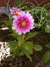 Dahlia Rembrandt - maličká odroda, ale zakvitla mi ako prvá zo všetkých odrezkov. Z púčiku do kvietku išla tak rýchlo, že som nestihla tie puky ani odstrániť. Keď už bolo vidieť lupienky som jednoducho nemohla :-D