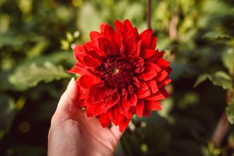 Karmínová nádhera, do ktorej som sa zamilovala na prvý pohľad! Dahlia Garden Wonder :-) Aranžmán z týchto kvetov je v druhom albume