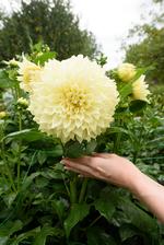 Kelvin Floodlight dahlia. Nechávam ju ešte kvitnúť. Neviem si predstaviť ako bude vyzerať tento obor v nejakom aranžmáne :-D