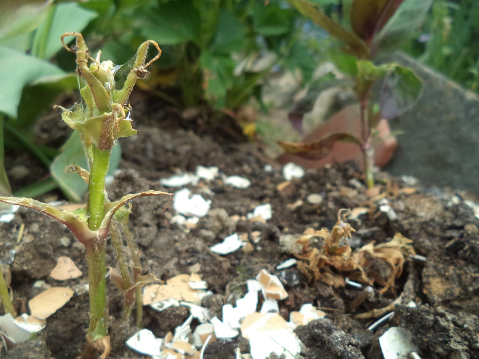 Zahrádkové - problémy - řešení - Zasadila jsem si letos 3 rostlinky nízkého kohoutku. Tohle s nimi udělaly slimáci...