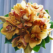 krásna farba orchideí