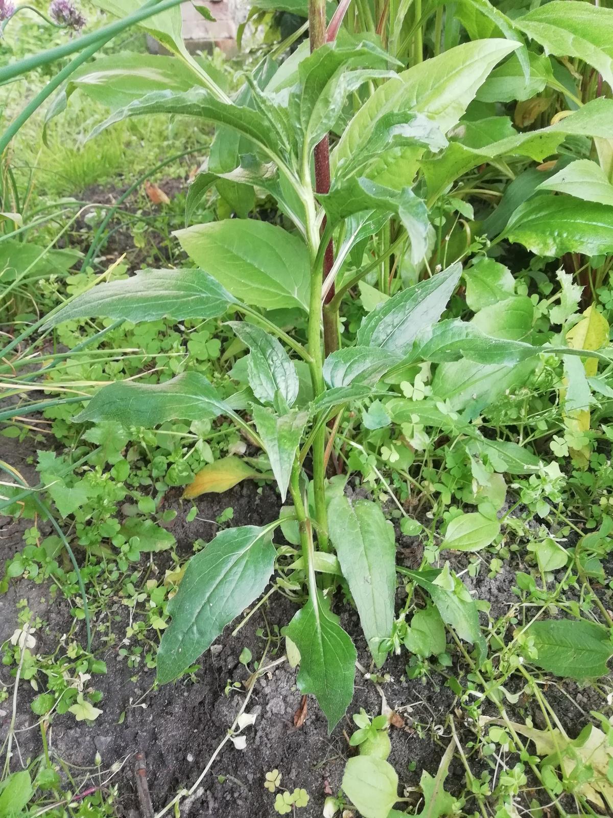 Echinacea purpurová rastlinky aj semená - Obrázok č. 4