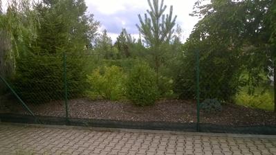 jehličnany jako pohledová clona