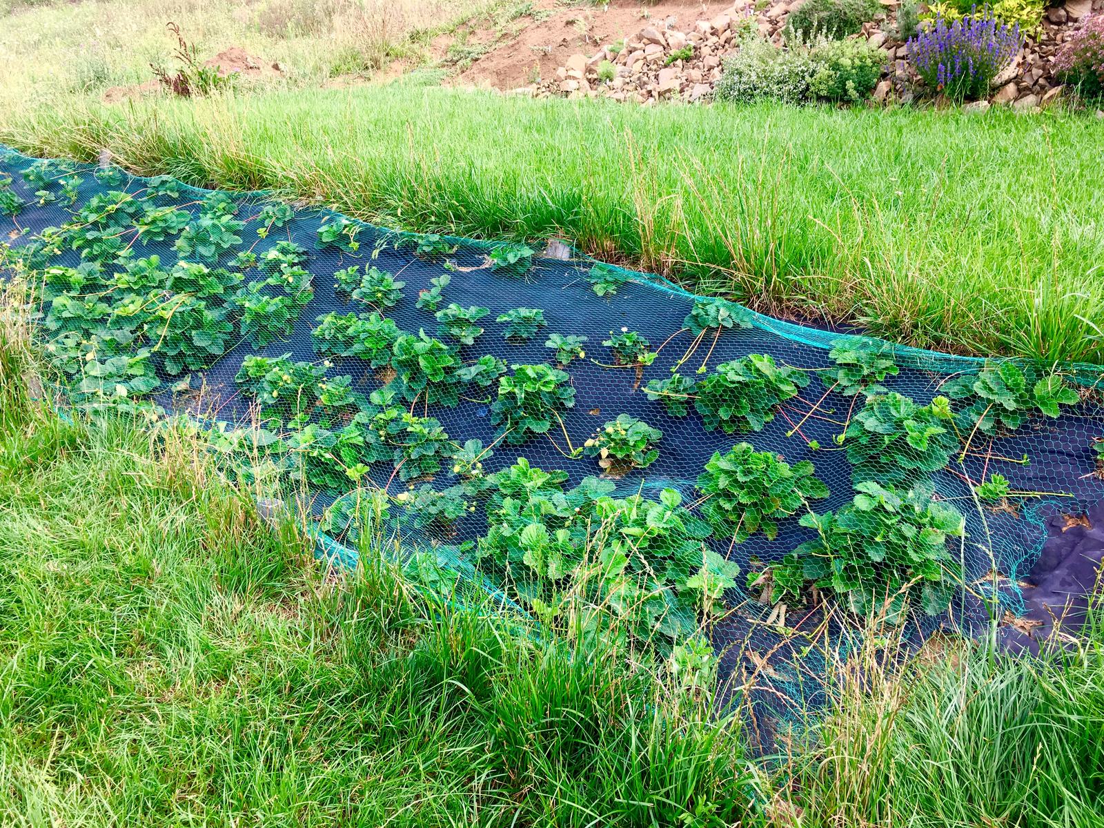 Skřítčí zahrada 2015 - 2020 - Srpen 2019 - po zakrytí sítí proti srnám se jahodníky vzchopily, některé mají dokonce spoustu výhonů, které bych asi měla vyštípat