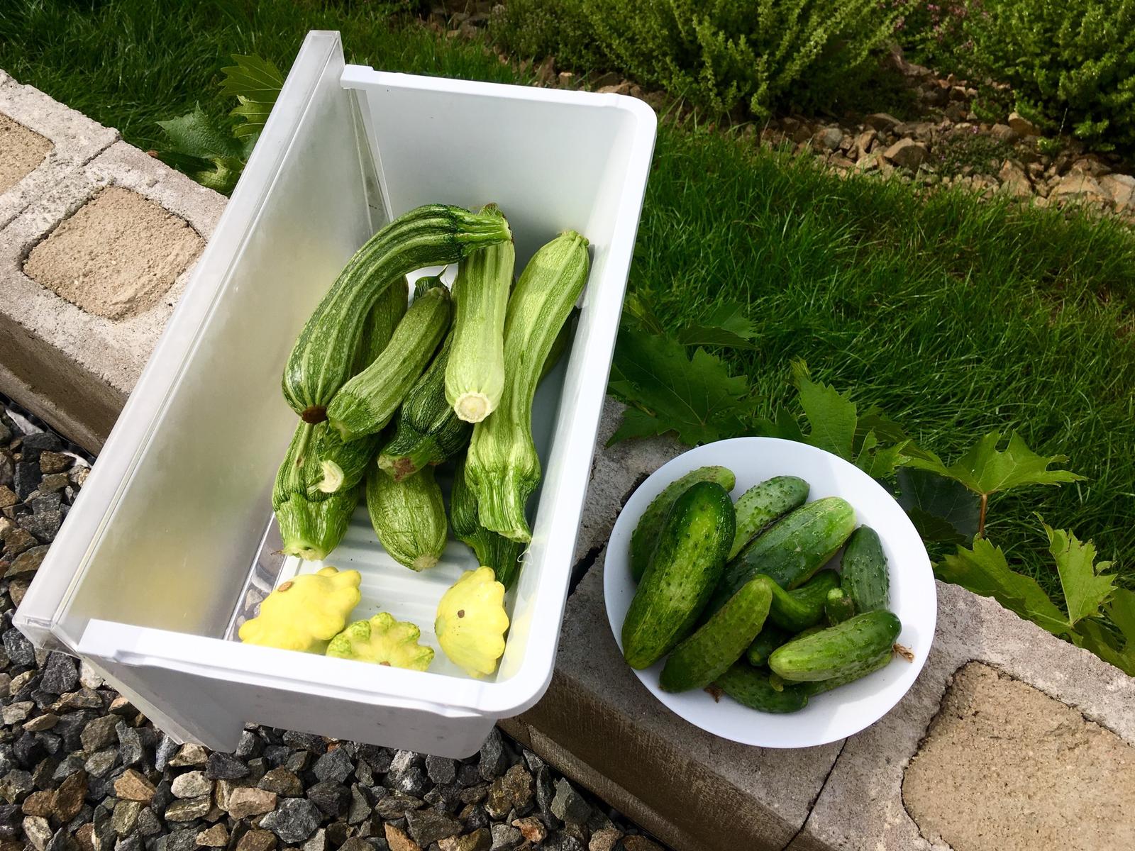 Skřítčí zahrada 2015 - 2020 - Srpen 2019 - sklízím spousty cuket, nějaké okurky (nakládačky a mladé polní salátovky) a první žluté patizony