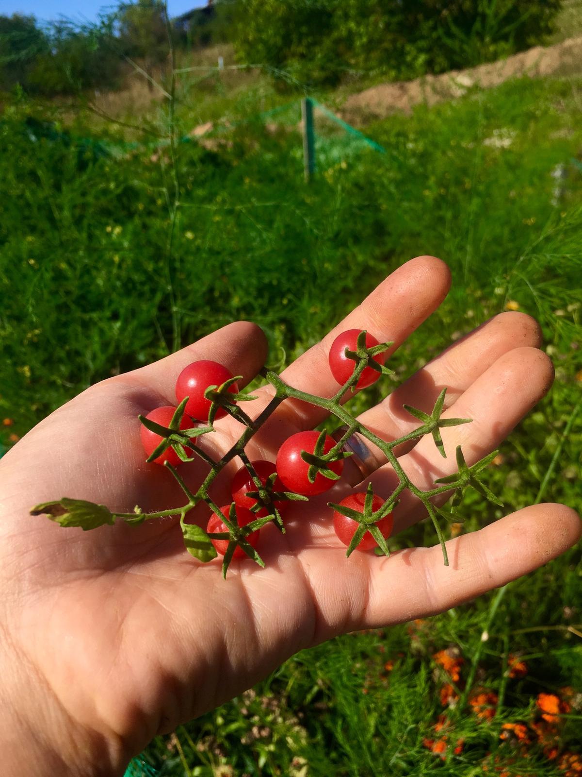 Skřítčí zahrada 2015 - 2020 - Září 2019 - pozdě setá a pozdě sázená darovaná (ta byla s překvapením, jestli z nich vůbec něco bude) divoká rajčata konečně začínají dozrávat ... dokonce jsem tam objevila i nějaká žlutá, prostě směska odrůd a “odrůd”