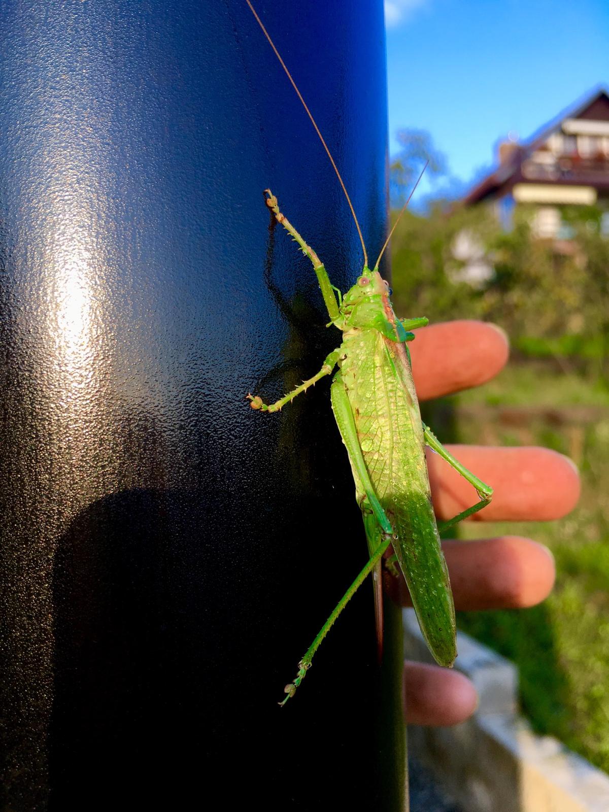 Skřítčí zahrada 2015 - 2020 - Září 2019 - poštěstilo se mi uvidět obrovskou zelenou kobylku