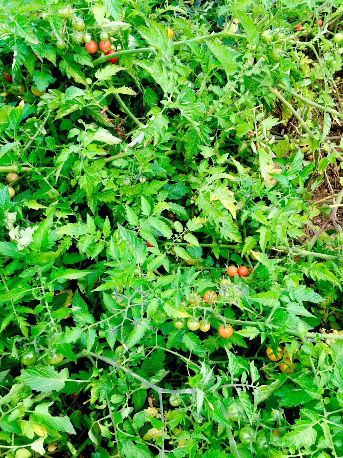 Skřítčí zahrada 2015 - 2020 - Říjen 2019 - divoká rajčata stále odolávají plísním a pořád ještě plodí a dozrávají