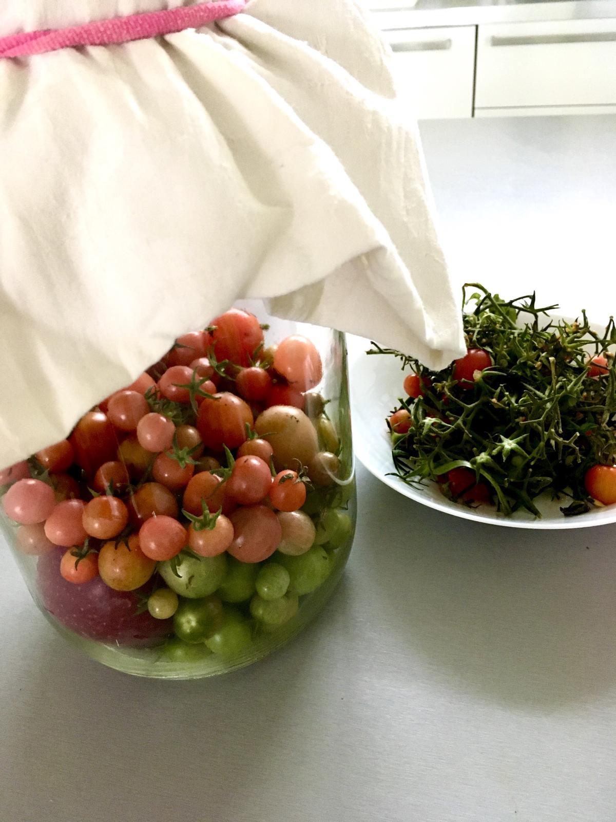 Skřítčí zahrada 2015 - 2020 - Říjen 2019 - rajčata uložená s jablkem ve sklenici zakryté plátnem, snad dojdou, dozrajou