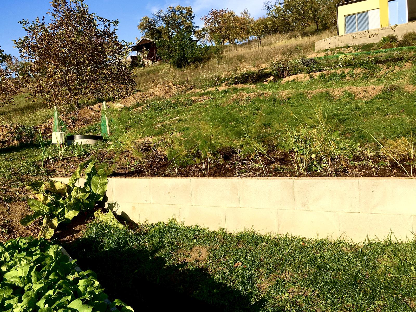 Skřítčí zahrada 2015 - 2020 - Říjen 2019 - spodní záhon se “zdivočelými” ředkvemi, ředkvičkami a saláty, mezi nimi křen, horní záhon na zimu už jen s chřestem a pohnojený kompostem