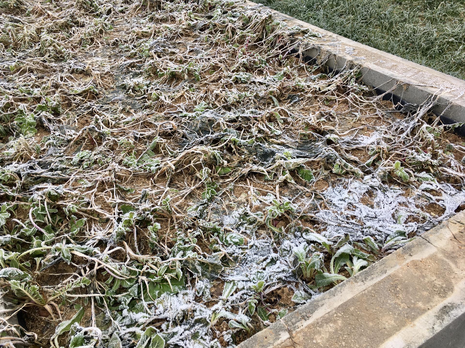 Skřítčí zahrada 2015 - 2020 - Leden 2020 - záhon se zbytky salátů a ředkví China Rose
