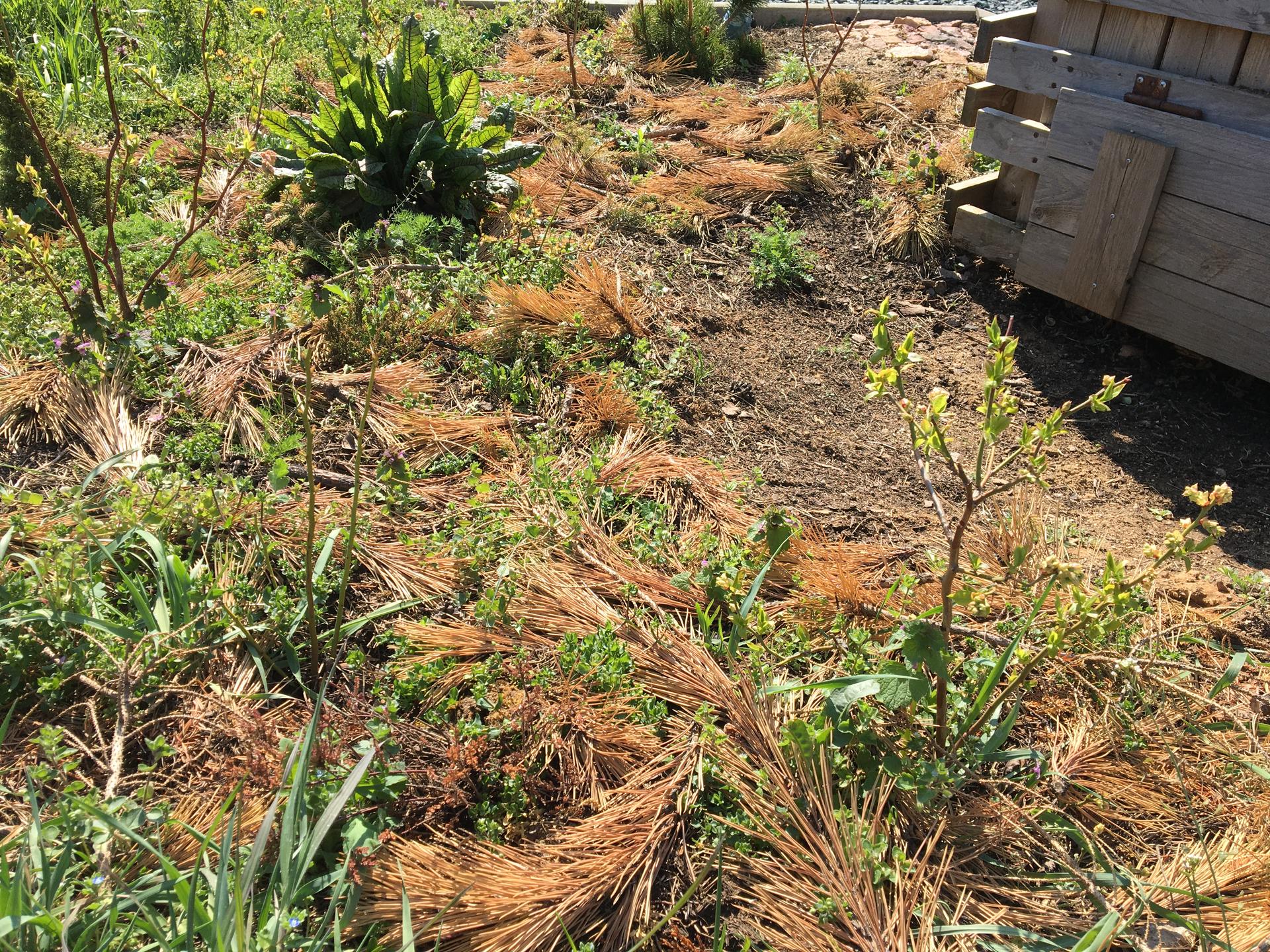 Skřítčí zahrada 2015 - 2020 - Duben 2020 - na podzim k borůvkám rozhozený nevyzrálý kompost udělal své a plevel je všude