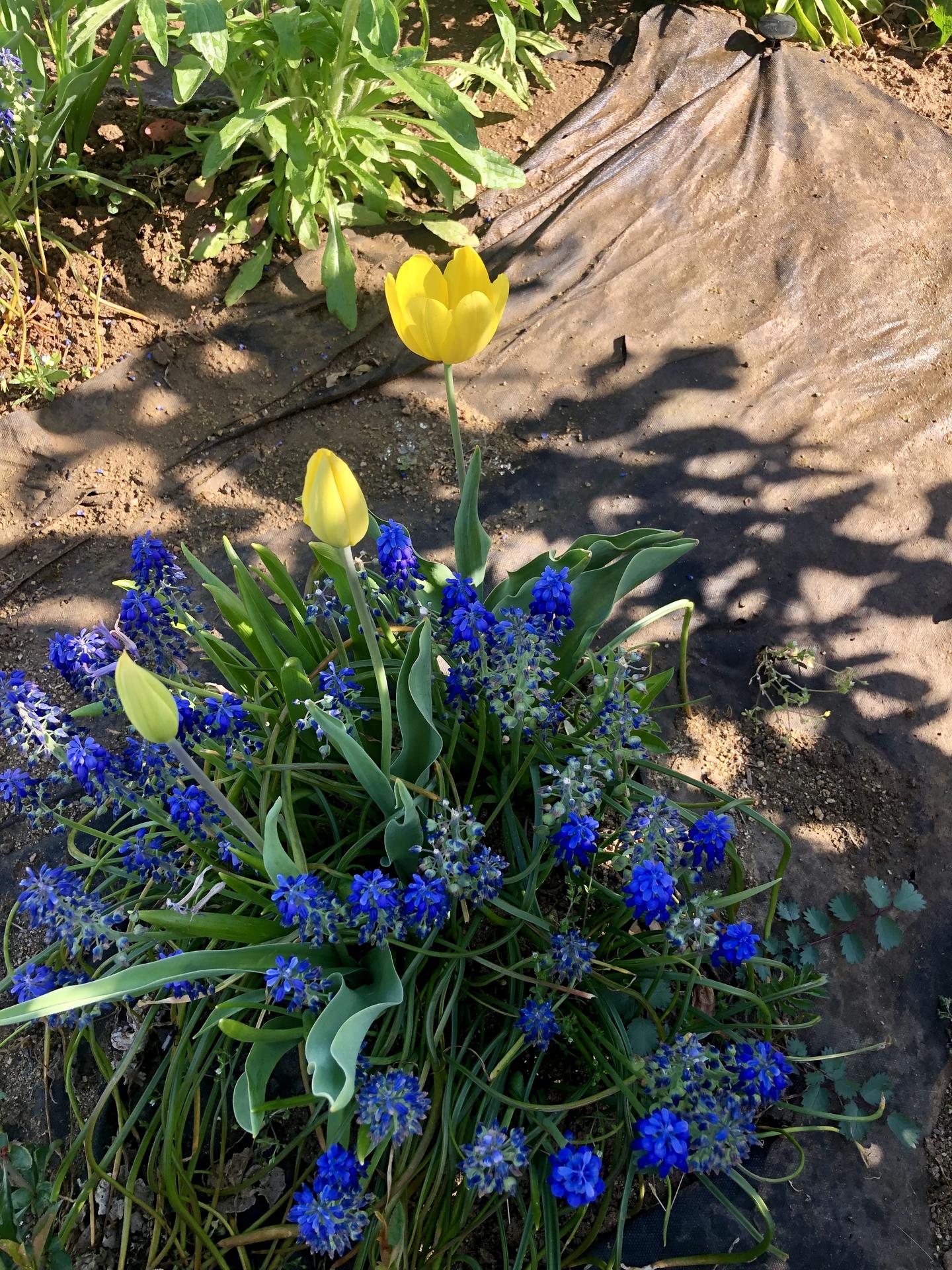Skřítčí zahrada 2021 - Květen 2021 - na podzim jsem sázela roztodivný mix cibulí a čirou náhodou se mi povedlo trefit tulipány stejné barvy