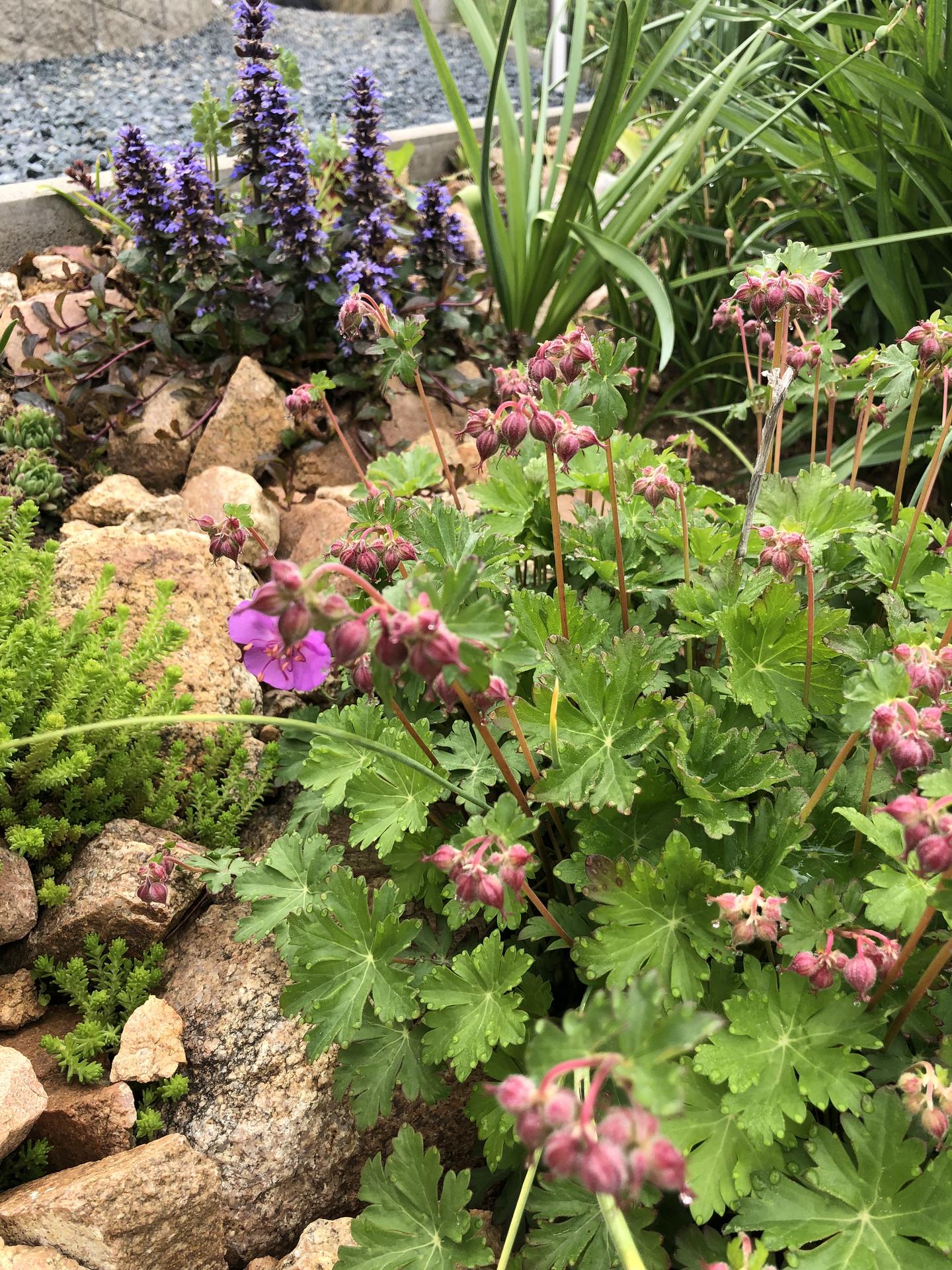 Skřítčí zahrada 2021 - Květen 2021 - ve skalce převažují rostliny s drobnými květy
