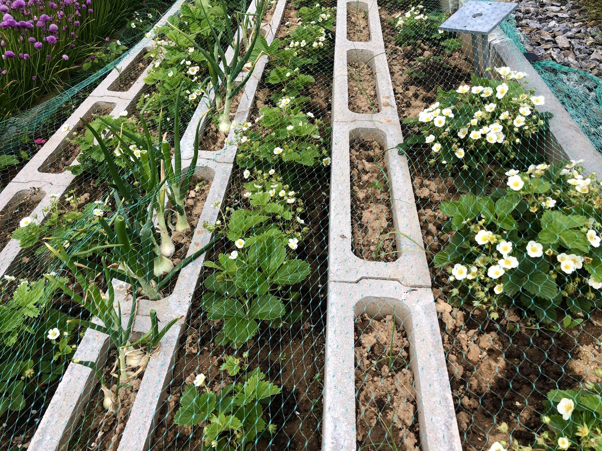 Skřítčí zahrada 2021 - Květen 2021 - k jahodám a cibulím jsem letos přidala vytrvalé pórky, uvidíme, jak se jim tu bude dařit
