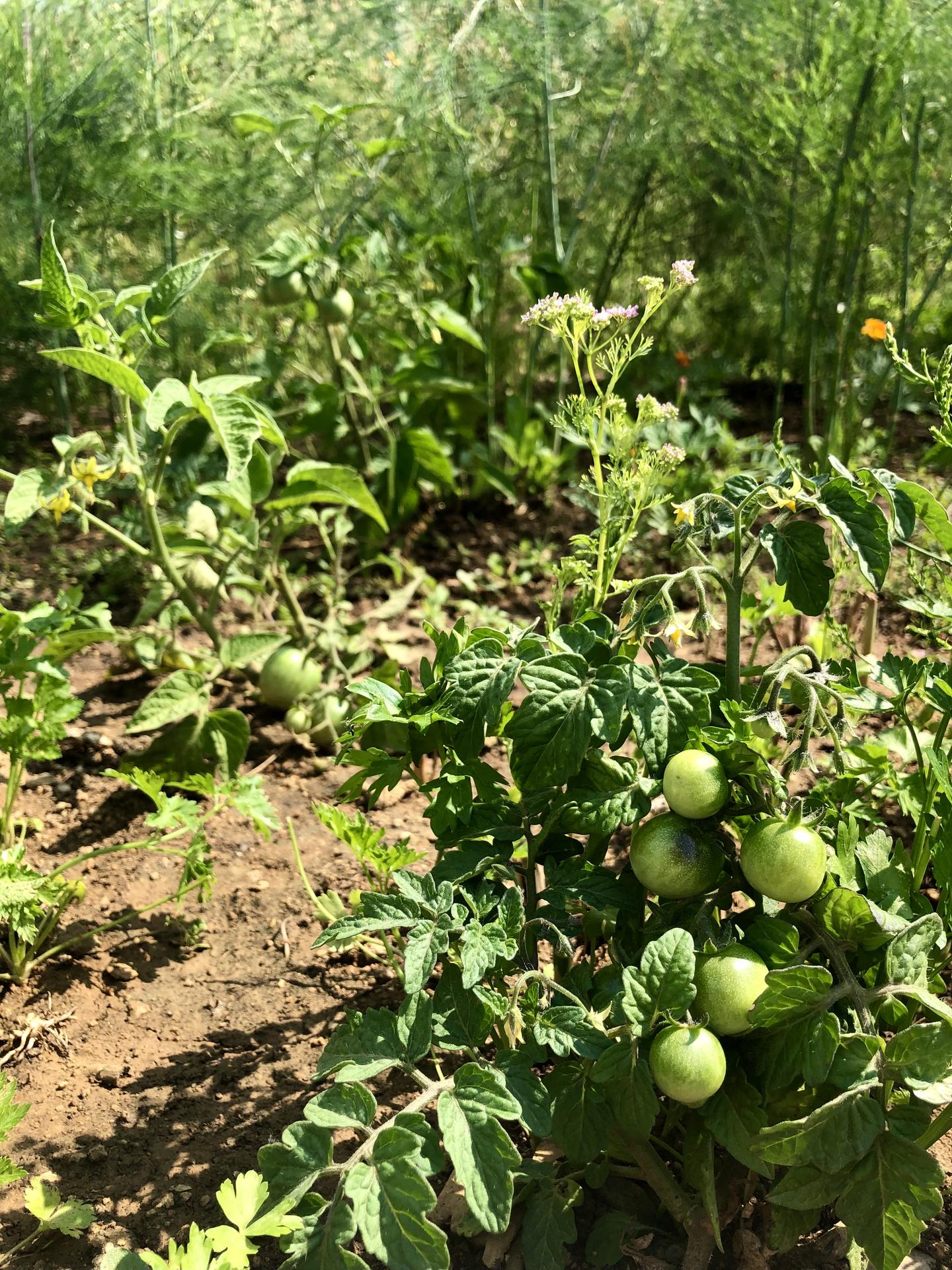 Skřítčí zahrada 2021 - Červenec 2021 - letos zkouším odrůdy keříčkových rajčat, zatím vítězí permasemínkové Ostravské rané a Koralik
