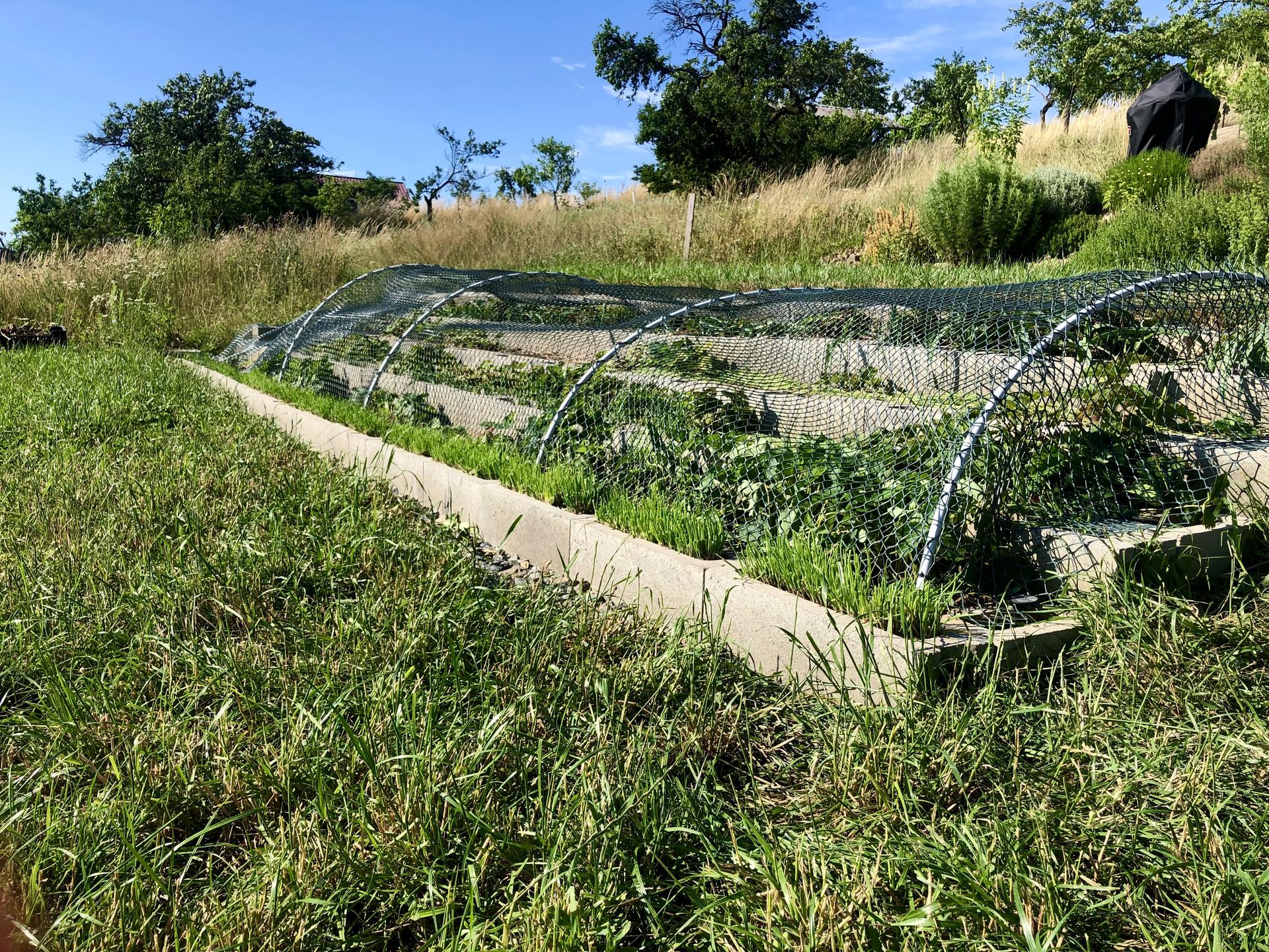 Skřítčí zahrada 2021 - Červenec 2021 - nová ochrana jahodiště proti srnkám