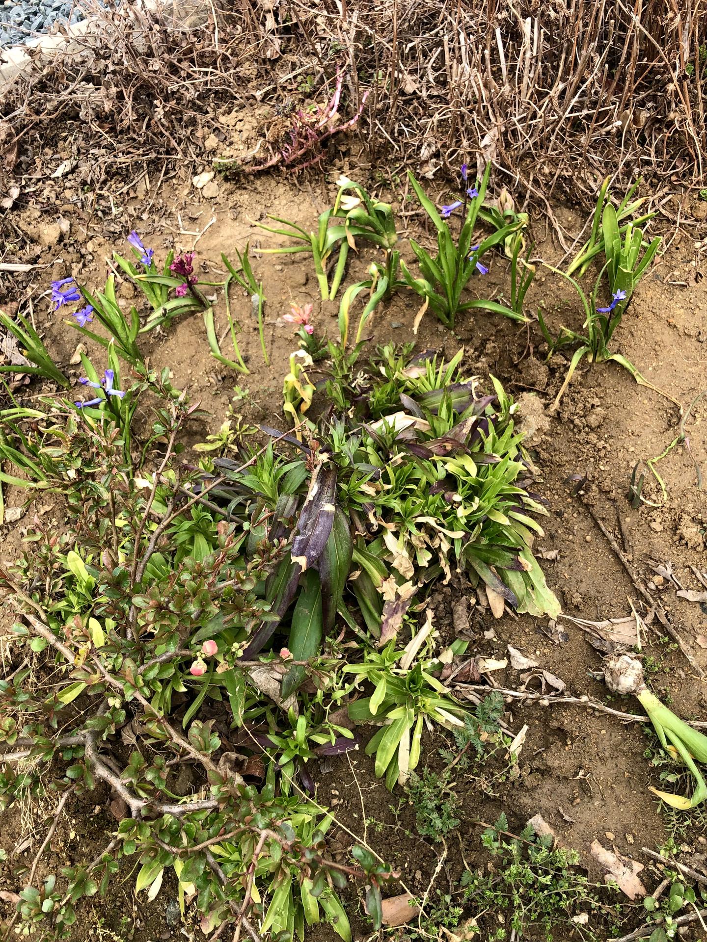Skřítčí zahrada 2022 - Březen 2022 - obrážející máty, zplanělé hyacinty (po babičce), hvozdíky bradaté (ze samovýsevu) a kdoulovec nádherný (ještě mrně, ale už pokvete)