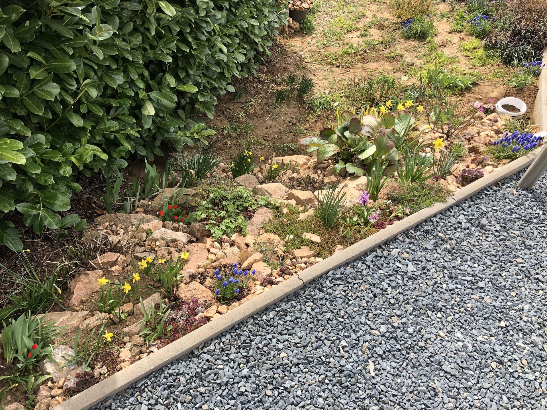 Skřítčí zahrada 2022 - Duben 2022 - zatím každý podzim jsem do květinové skalky zasázela další jarní cibuloviny a pak zapomněla kam přesně, jaro je pak samé překvapení