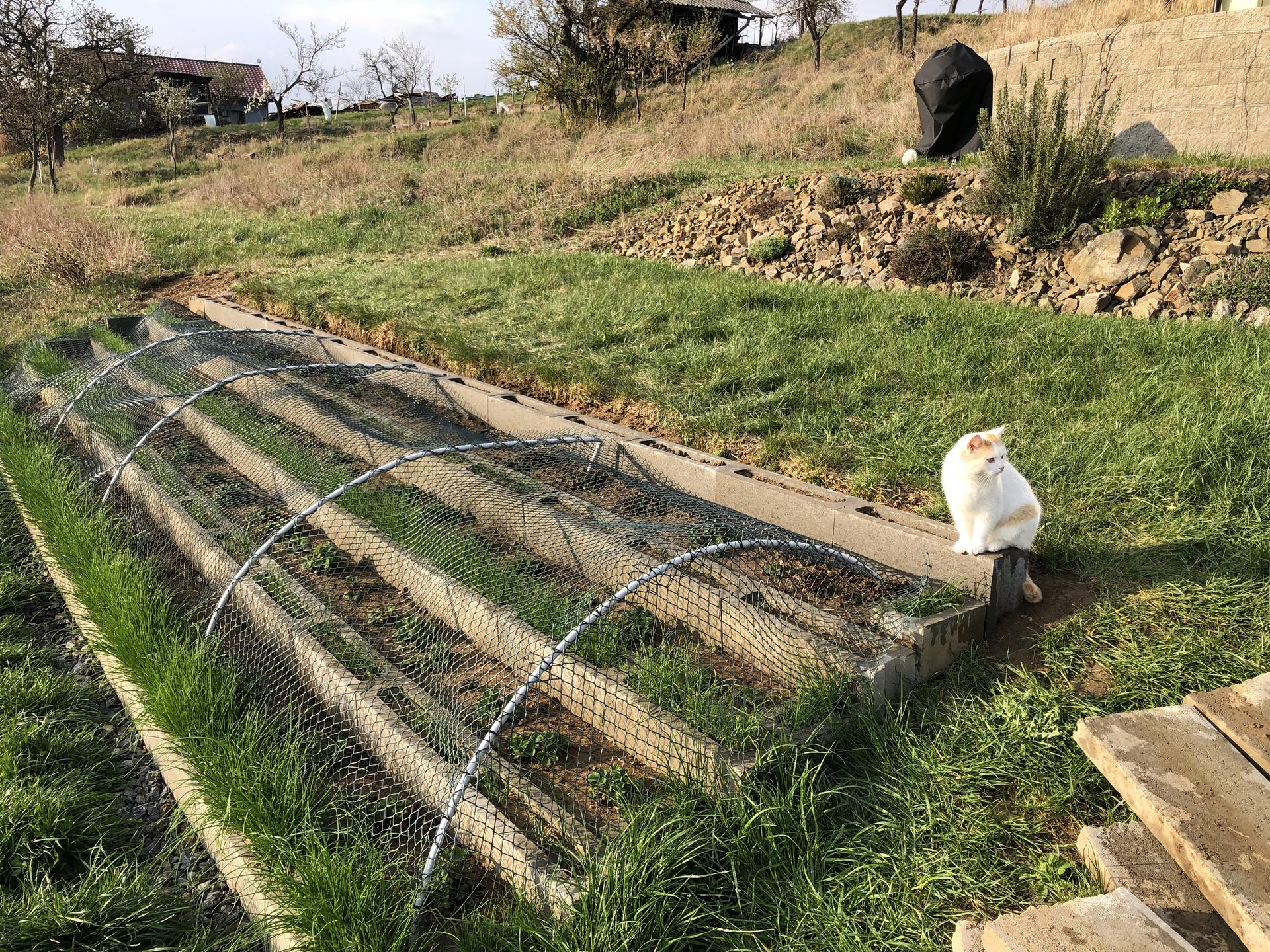 Skřítčí zahrada 2022 - Duben 2022 - jahodoviště dokončeno, kočičí kontrolou schváleno … okraj trávníku neřeším, v plánu je tam zhruba 1,5m široký záhon na ovocné keře