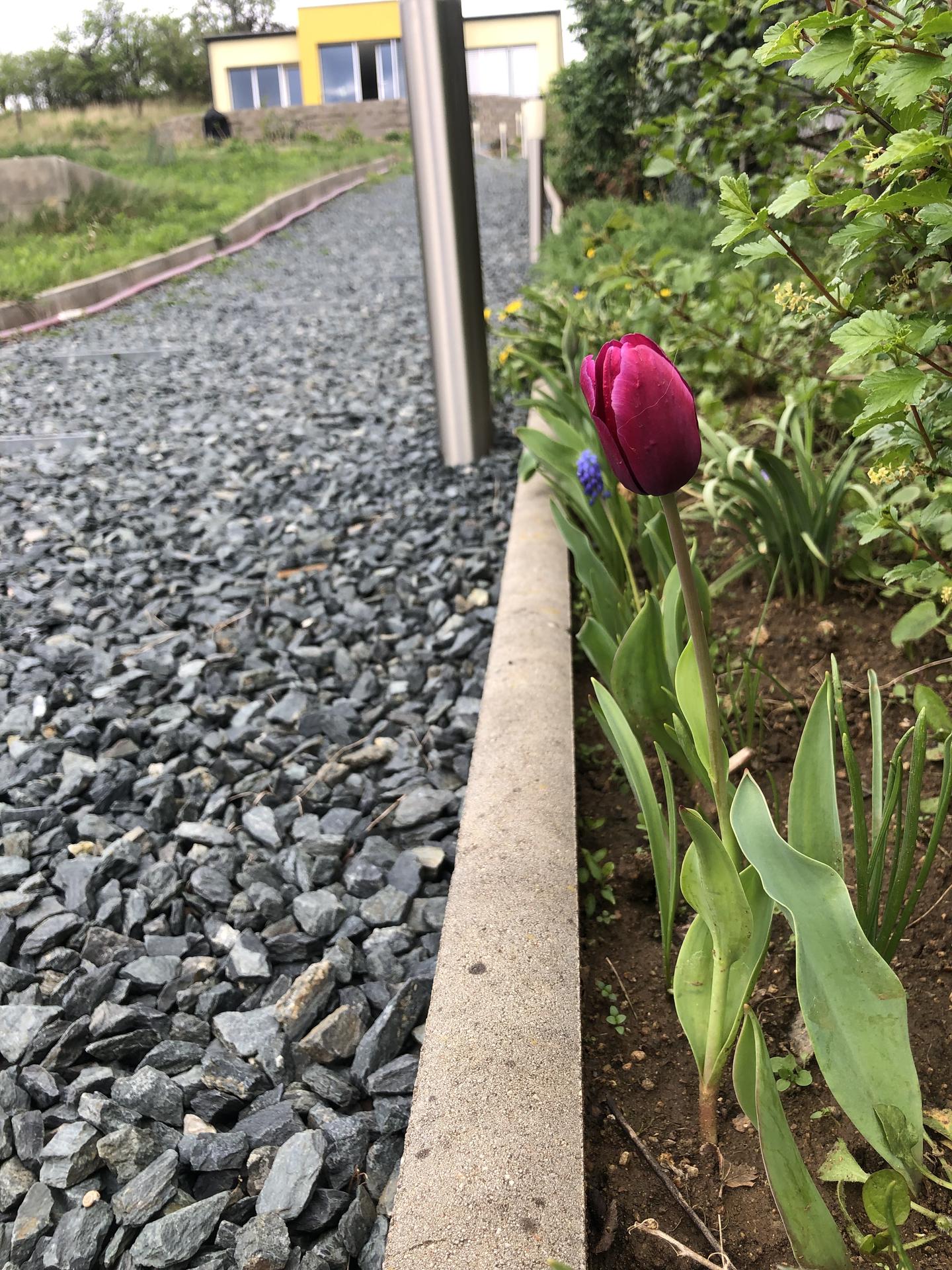 Skřítčí zahrada 2022 - Květen 2022 - podél asi 2/3 cestičky od parkoviště k domu jsem napíchala mix květinových cibulí po babičce, sama netuším, co vše vykvete, natož v jakých barvách … tenhle tulipán je ale parádní