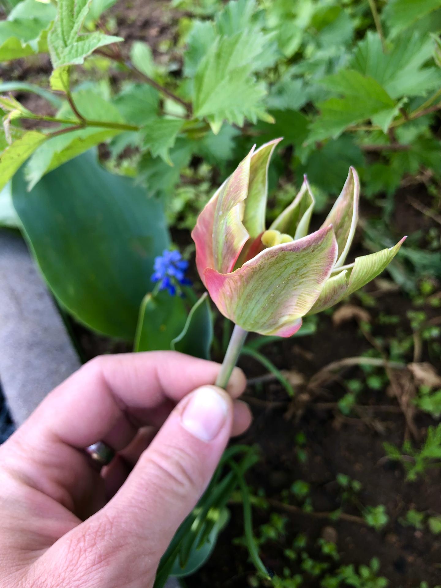 Skřítčí zahrada 2022 - Květen 2022 - u tulipánů po babičce se
asi ještě dočkám různých roztodivností