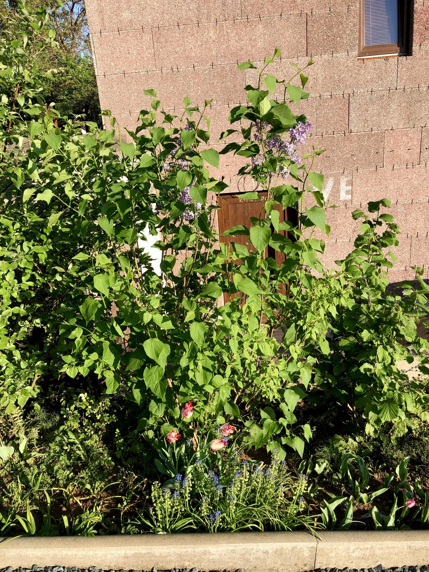 Skřítčí zahrada 2022 - Květen 2022 - někdy parádní barevné kombinace vzniknou čirou náhodou … běžný divoce roustoucí fialový šeřík, modřence a tulipány po baničce, tahle skupinka růžově a krémově žíhaná