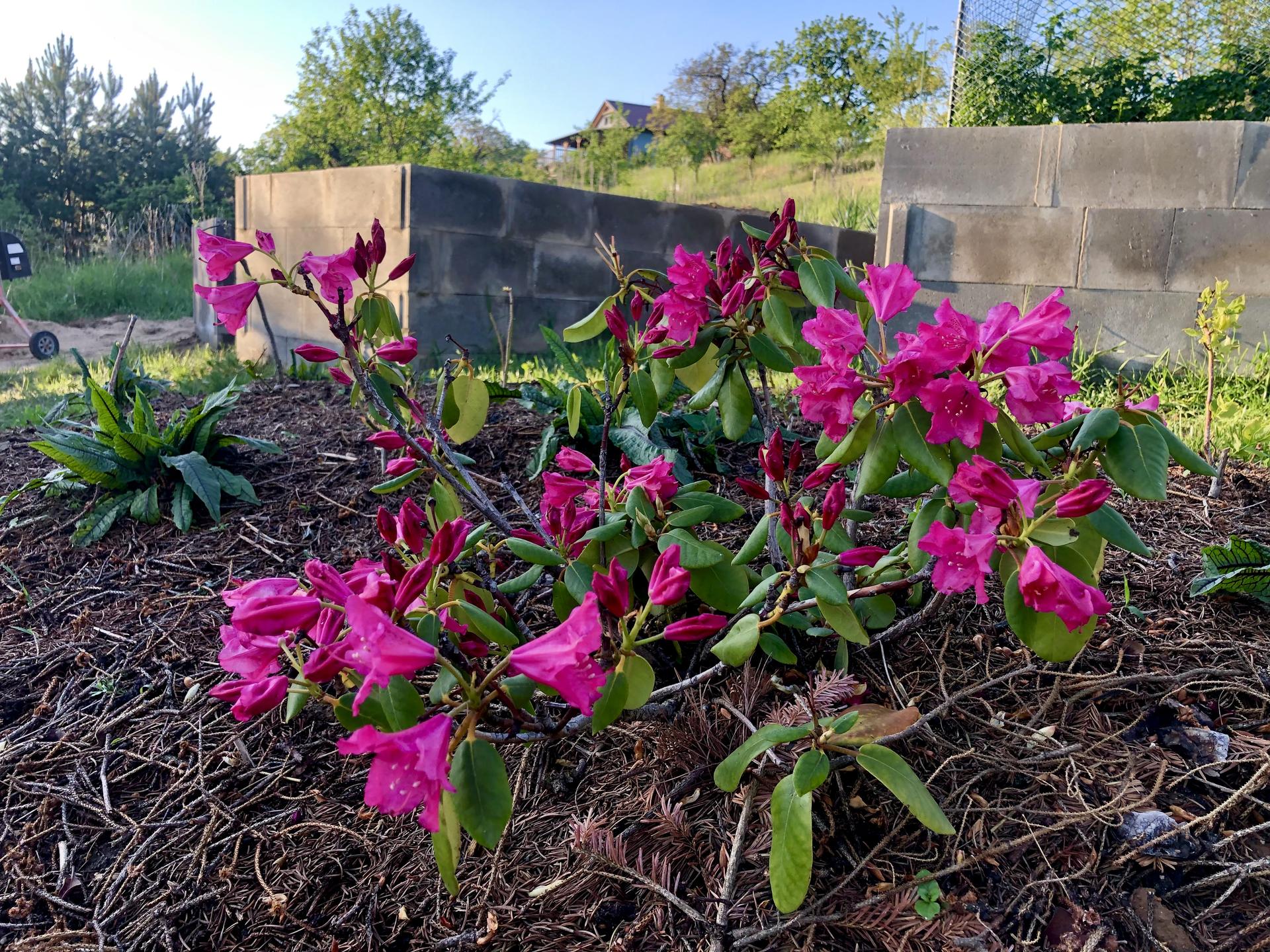 Skřítčí zahrada 2022 - Květen 2022 - rododendron se z přesazení vzpamatoval a kvete snad ještě víc, než kdy dřív